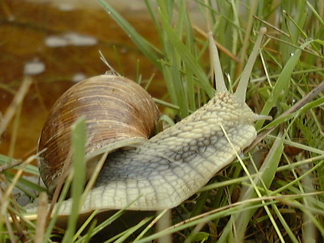 snail